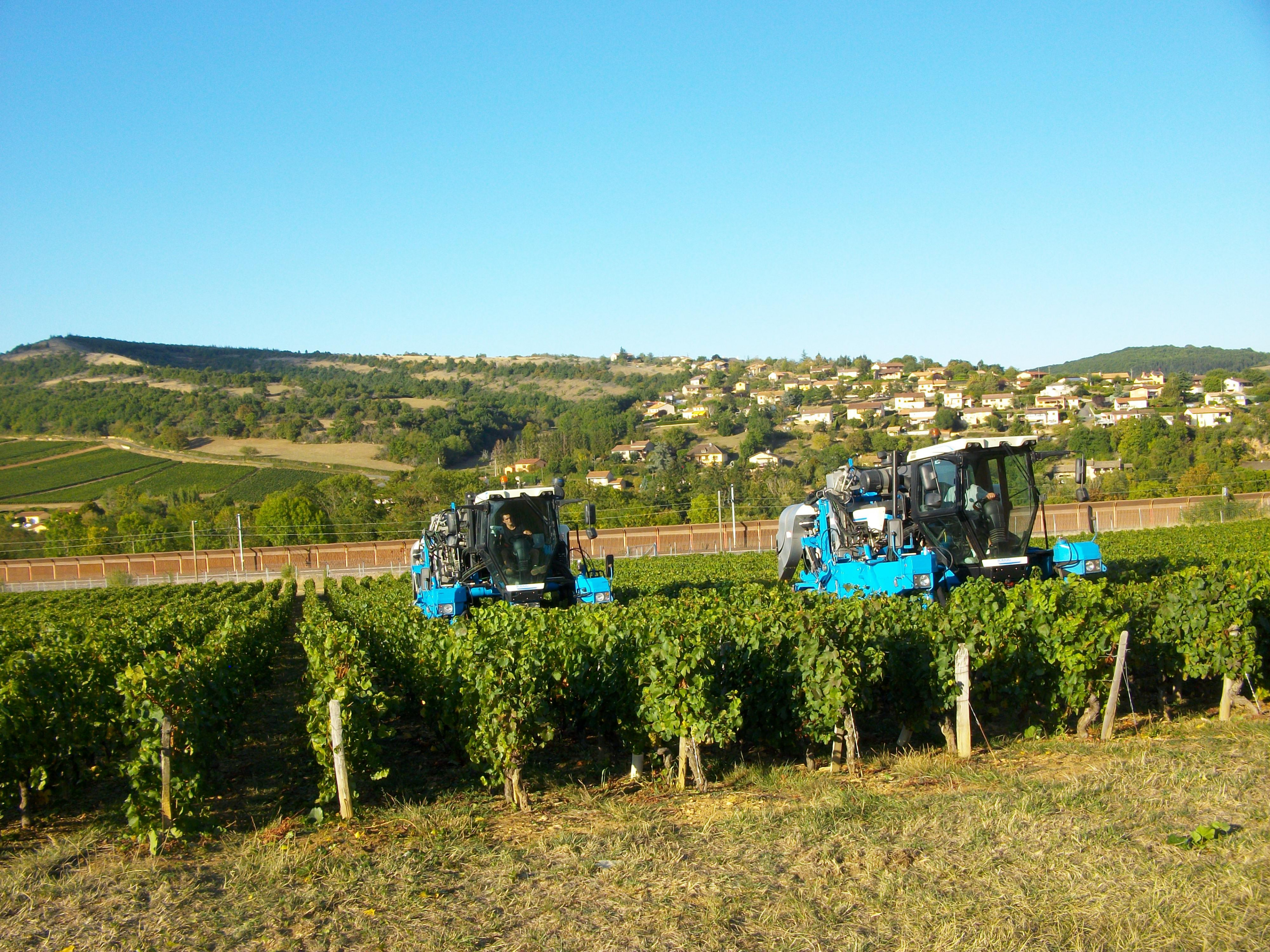 vignes domaine chêne